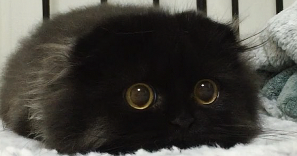 Meet Gimo, The Cat With The Biggest Eyes Ever