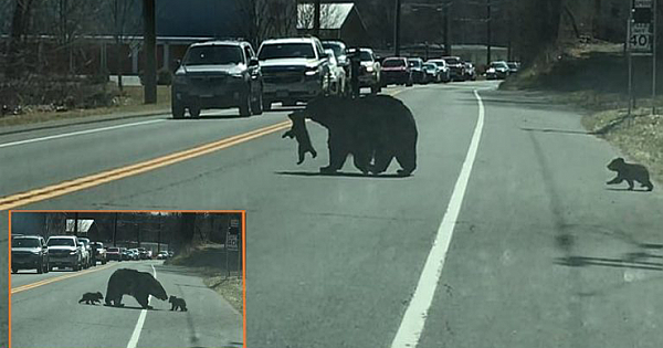 Momma Bear Struggles To Get Her Four Naughty Cubs Across A Busy Road