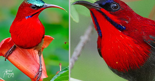 Named After Its Sweet Sound, The Crimson Sunbird Is A Precious Emerald That Shines Gorgeously