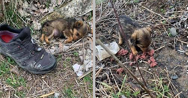 Puppy Was Using Shoe As Shelter Until Kind Man Gave Him A Forever Home
