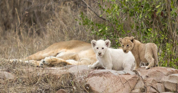 Rare White Lion Cub Spotted In South Africa