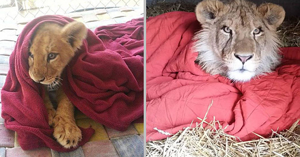 Rescued Baby Lion Can't Sleep Without Favorite Blanket, Even Now As An Adult