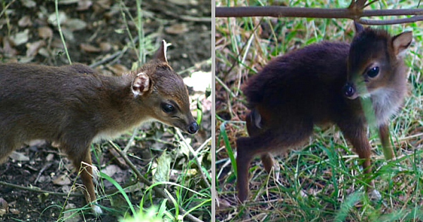San Antonio Zoo Celebrates The Birth Of Viazi The Baby Duiker