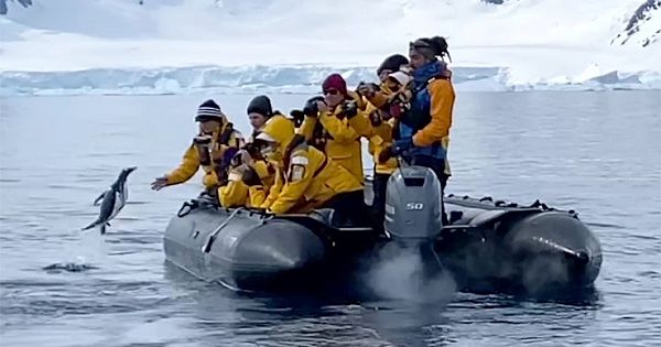 The Brave Penguin Escaped From The Killer Whale And Jumped Into The Boat With The People