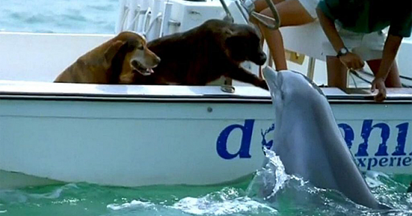 The Heartwarming Moment Of A Playful Dolphin Jumping Out Of Water To Kiss A Dog