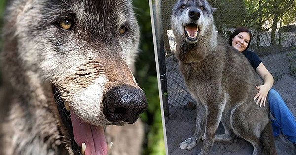 This Enormous 'Wolfdog' Is Taking The Internet By Storm