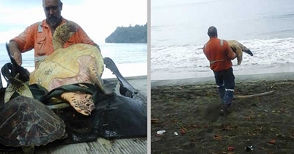 This Man From Greymouth Buys Turtle From Local Food Market And Releases Them Back To Sea