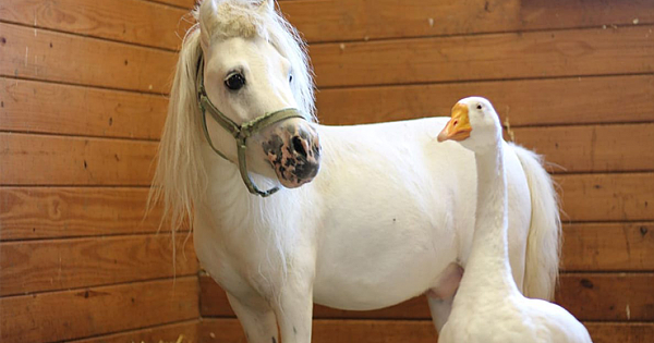 This Rescued Goose And Mini Horse Who Were Adopted Together Share The Sweetest Friendship