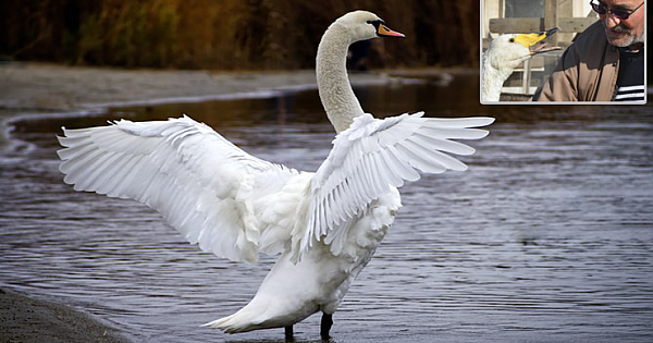 White Swan Has Been Friends With A Man For 37 Years And Thanks Him For Saving Her
