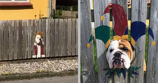 Woman Paints Fence For Nosy Bulldog – Passerby's Find It Hilarious