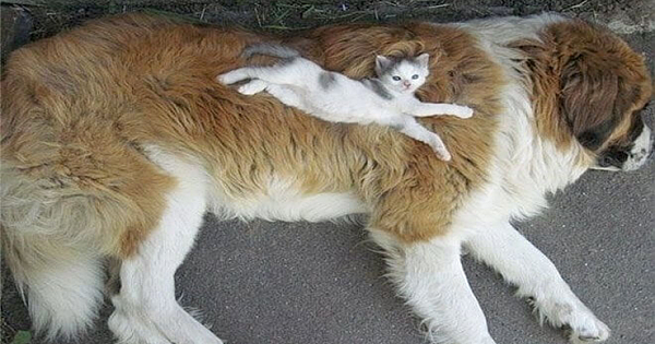15 Cute Cats Who Use Dogs As Pillows