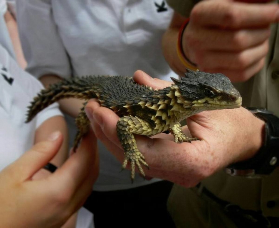 It Turns Out, Dragons Are Real And They Live In South Africa