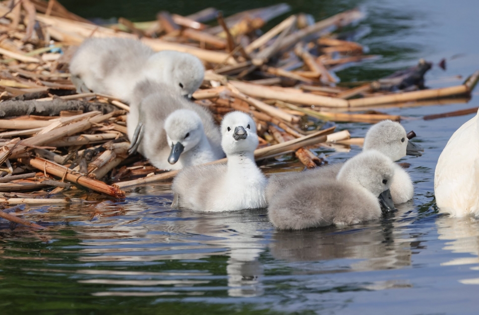 Swan Dad Takes Babies Under His Wing After Death Of Mother