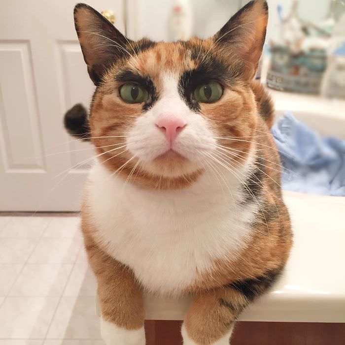 Meet Lilly, The Cat With Weird Eyebrows Who Looks Like She's Always Judging You
