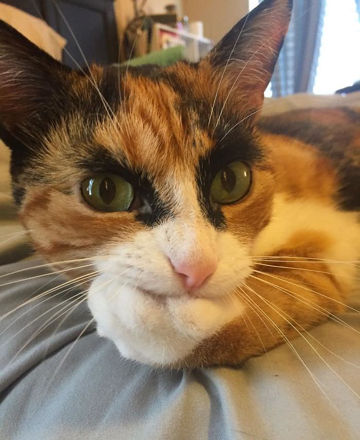 Meet Lilly, The Cat With Weird Eyebrows Who Looks Like She's Always Judging You