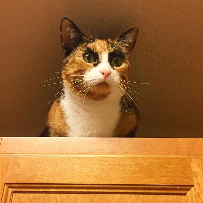 Meet Lilly, The Cat With Weird Eyebrows Who Looks Like She's Always Judging You