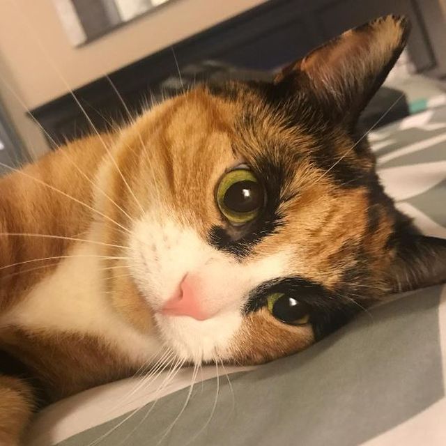 Meet Lilly, The Cat With Weird Eyebrows Who Looks Like She's Always Judging You