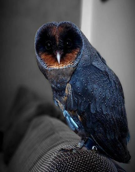 Meet The Extremely Rare, 1 In 100,000 Black Barn Owl (6 Pics)