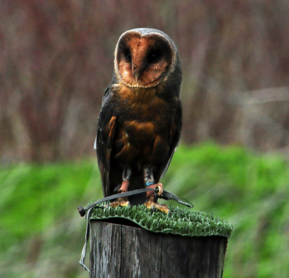 Meet The Extremely Rare, 1 In 100,000 Black Barn Owl (6 Pics)