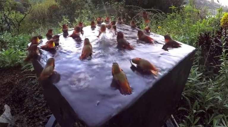 Rare Moment Captured 30 Hummingbirds Enjoying An Epic Pool Party, Now It's Going Viral