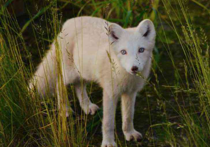 A Rare Polar Fox Spotted In Yamal, Russia
