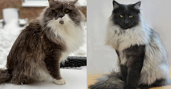 21 Photos Of Norwegian Forest Cats That Prove They Are Too Majestic