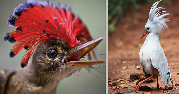 22 Beautiful Exotic Birds That Shake Our World A Little