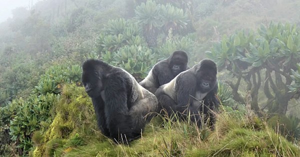 3 Silverback Gorillas Protect a Group Of 22 Female Gorillas