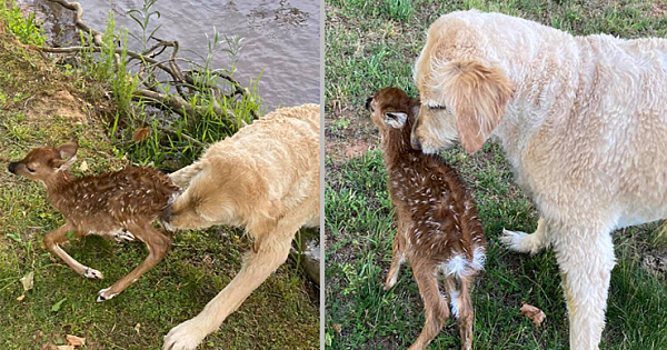 A Certified Therapy Dog Saves Baby Deer From Drowning And Refuses To Leave Its Side