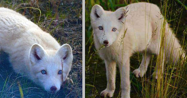 A Rare Polar Fox Spotted In Yamal, Russia