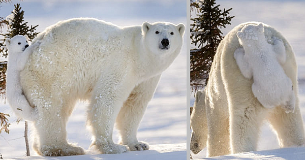 Adorable Footage Of A Playful Polar Bear Cub Hitching A Ride On Its Mama's Back