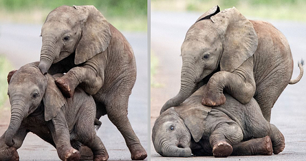 Baby Elephant Buddies Frolics In The Middle Of The Road In An Adorable Pictures