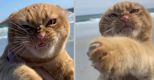 Cat Goes To The Beach For The First Time And Has Very Strong Opinions About It