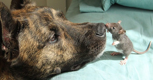 Depressed Rescue Dog Had No One To Play With – Becomes Best Friends With A Rat (8 Pics)