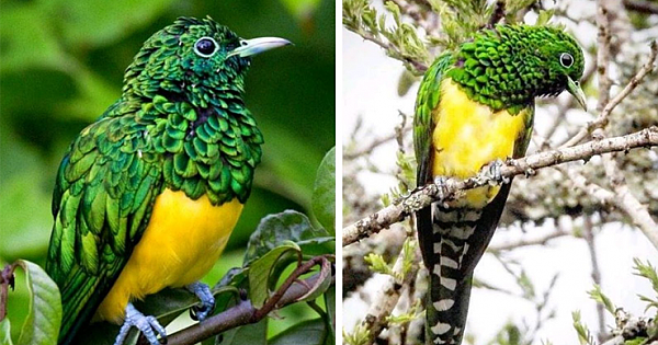 Dressed In  A Coat Of Brilliant Metallic Green, With A Waistcoat Of Striking Golden Yellow, This Bird Wears His Stunning Iridescent Suit With Pride