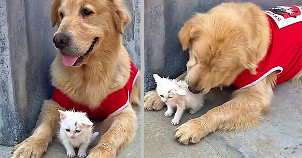 Golden Retriever Saves Stray Kitten, Brings Her Home And Becomes Her Foster Mom