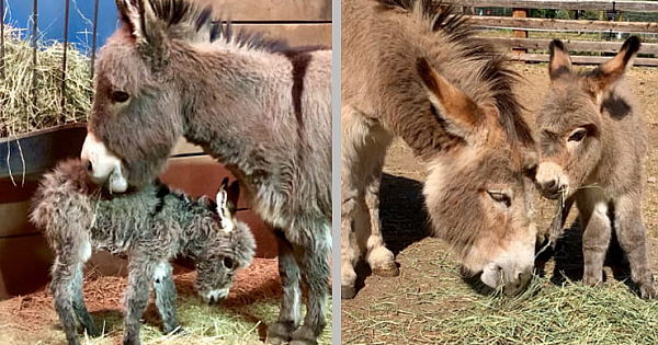 Heart-Melting Moments Of Mother Donkey Caring For Her Foal For The First Time