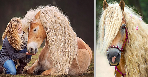 Horse Has Incredible Long Blonde Hair That Resembles The Fairy-Tale Character Rapunzel