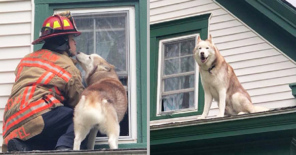 Husky Gives Adorable Kiss To Firefighter As Thanks For Rescuing Him