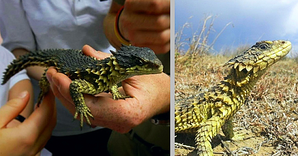 It Turns Out, Dragons Are Real And They Live In South Africa