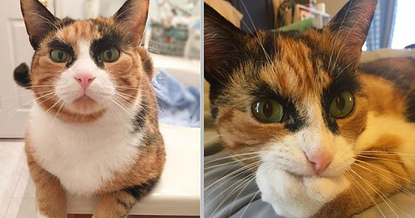 Meet Lilly, The Cat With Weird Eyebrows Who Looks Like She's Always Judging You