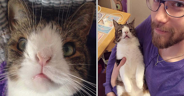 Meet Monty – The Famous Down Syndrome Cat Who's Capturing Hearts All Over