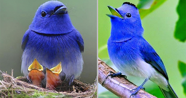 Meet The Black-Naped Monarch – The Bright Blue Flying Gem (12 Pics & Video)