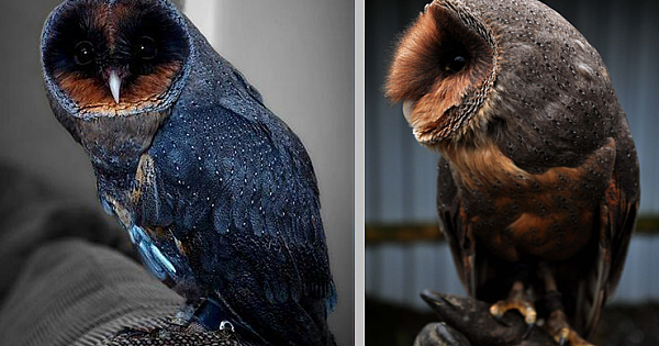 Meet The Extremely Rare, 1 In 100,000 Black Barn Owl (6 Pics)