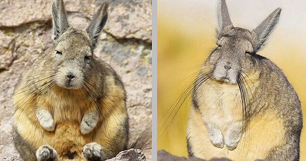 Meet Vicacha: Sleepy And Very Un-Entertained Creature That's Everyone's New Spirit Animal