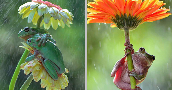 Nature Photographer Captures Small Garden Frogs Using Flowers As Umbrellas