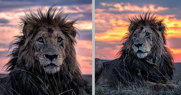 Oldest Lion In Kenya Stuns In Beautiful Photos (7 Pics)