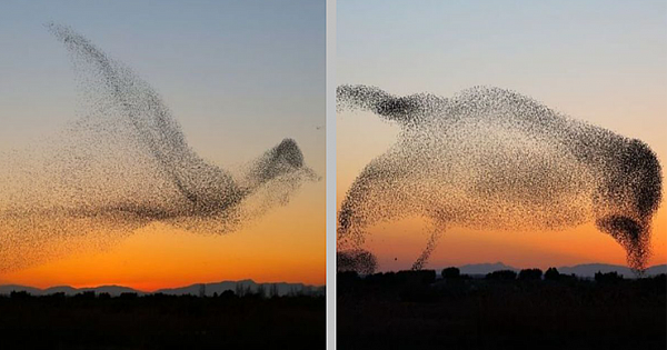 Photographer Captures One In A Million Photo, Doesn't Realize It Until He Gets Home (6 Pics)