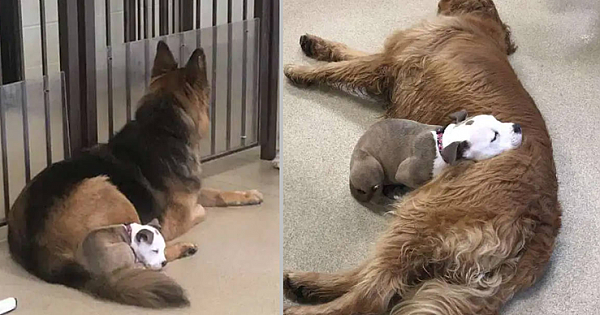 Puppy Befriends The Fluffiest Dogs So She Can Nap At Them At Doggy Day Care