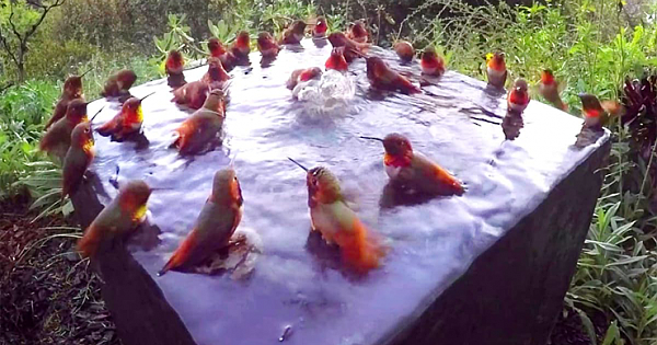 Rare Moment Captured 30 Hummingbirds Enjoying An Epic Pool Party, Now It's Going Viral